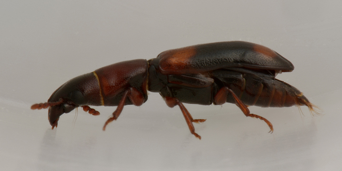 Trogositidae:   Nemozoma caucasicum